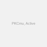 PKCmu, Active